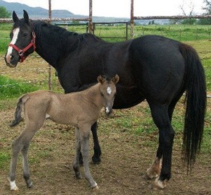 Pepper With Grulla Colt 1
